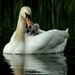 Swan Treasures
