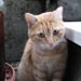 Burak