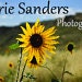 Carrie Sanders