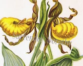 Yellow Lady's Slipper Flower Cottage Garden Botanical Print 1950s Wildflowers To Frame 37
