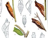 Butterfly Cocoon Chart Edwardian Entomology 1900 Natural History Lithograph Illustration VI For Framing