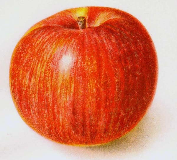 Northern Spy Apples 1903 USDA Antique Botanical Fruit Lithograph Vintage Edwardian Print To Frame