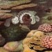 1887 Ocean Coral Chromolithograph Original Victorian Natural History Art To Frame
