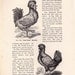 Fancy Chickens Poultry Livestock Vintage Illustrations For Framing 1915 Two Edwardian Antique Bird Prints