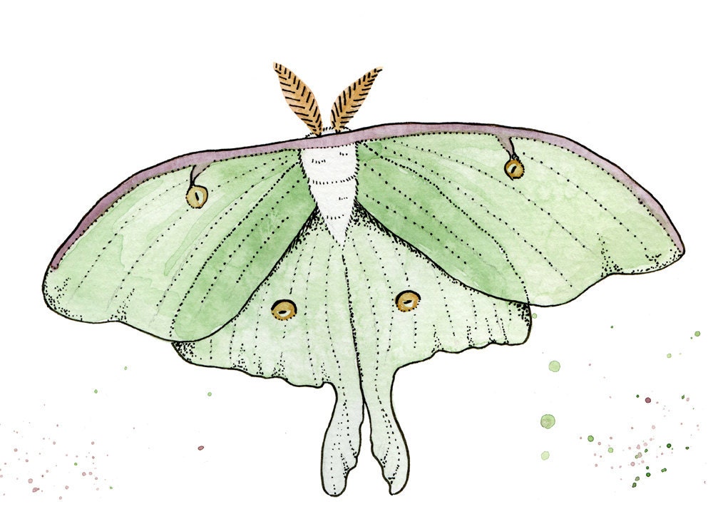 PRINT of Original Watercolor - Luna Moth