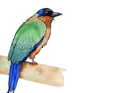 Bird painting - Original Watercolor - Blue-crowned Motmot