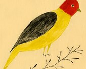 Le Perroquet