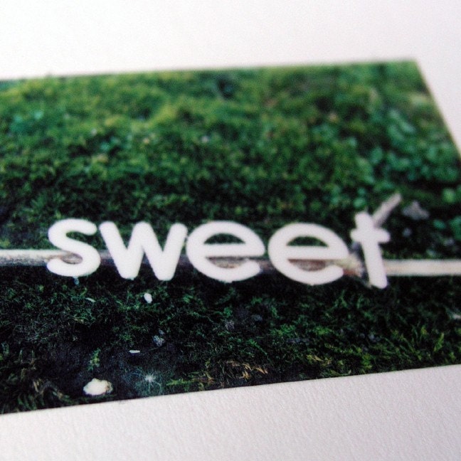 Polaroid Pogo Photography Print - Sweet Moss