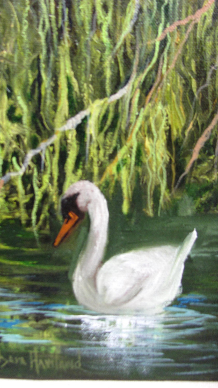 White Swan in the Willows Gallery Wrap Canvas Barbara Haviland