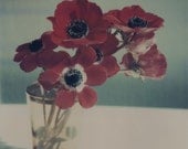 Polaroid Print 8x8 -- Poppy Anemones -- Botanical Still Life