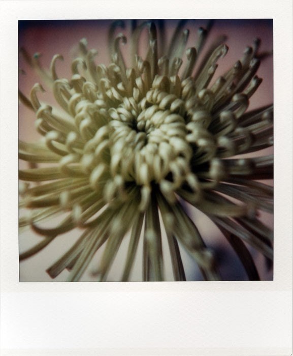 Polaroid Print 5x7 - Chrysanthemum Flower - Fine Art Photography