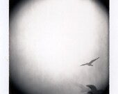 Holga Polaroid Print 8x8 -- Bird in Sky -- Fine Art Photography