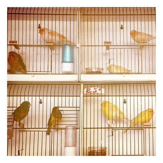 Paris Photography - French Photograph - Paris - Birds - Yellow - Blue - Finch - Canary -  Marche aux Oiseaux 2- Signed Fine Art Photograph