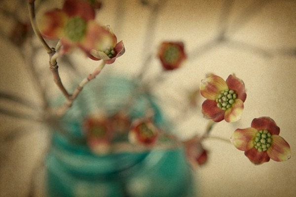Photography - Flower Photograph - Dogwood - Spring Things - Fine  Art Photograph - Nature Photograph