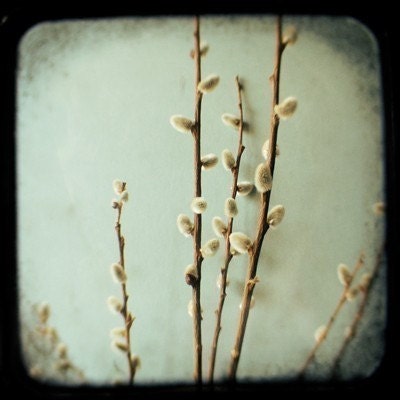 Blue Grey Monday - Fine Art Photograph - Willow - TTV - Nature Photography