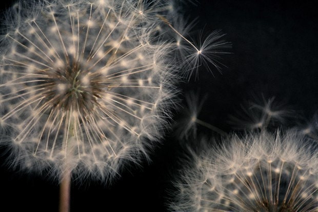 Dandelion Art - Dandelion Photograph - Deja Vu- Original Signed Fine Art Photograph