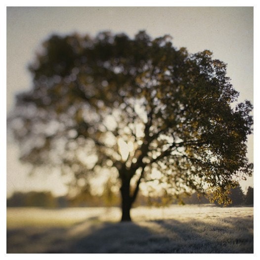 Nature Photography - Landscape - Tree Photograph - Autumn - Michigan Fine Art Photography - The Joy Tree - Fine Art Photo