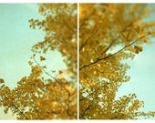 Tree Photograph - Nature Photography - Yellow - Turquoise - Fine Art Photography- Ginkgo in Autum Set
