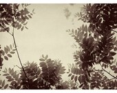 Nature Photography - Sex and the City- Plum- Original Signed Fine Art Photograph