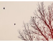 Bird Photography - Nature Photograph - Fine Art Photography - Umber Days - Birds - Trees - Winter