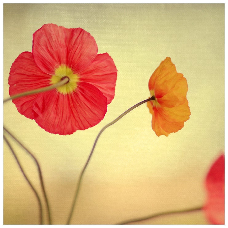 Flower Photograph - Poppy - Les Jolies Fleurs -  Spring - Poppies  - Original Signed Photograph