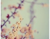 Flower Photograph - Nature Photograph - Spring Photography - Cherry Blossom - Patience - Original Signed Fine Art Photograph- Home Decor