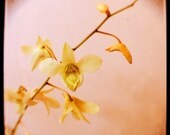 Flower Photograph - Orchid - TTV- Viewfinder Photography - Pink Sugar- Original Signed Fine Art Photograph - Alicia Bock