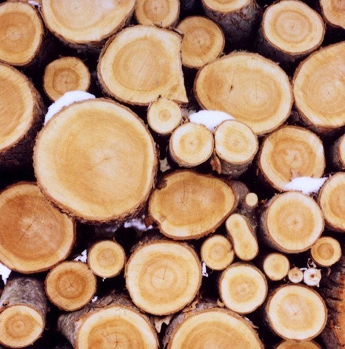 Polaroid Photograph - Nature Photography - Logs - Winter - Michigan - Wood 1- Signed Fine Art Photograph- Alicia Bock