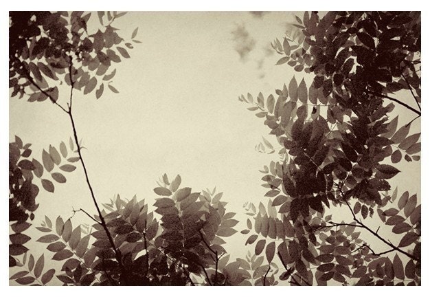 Nature Photography - Sex and the City- Plum- Original Signed Fine Art Photograph