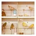Paris Photography - French Photograph - Paris - Birds - Yellow - Blue - Finch - Canary -  Marche aux Oiseaux 2- Signed Fine Art Photograph