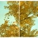 Tree Photograph - Nature Photography - Yellow - Turquoise - Fine Art Photography- Ginkgo in Autum Set