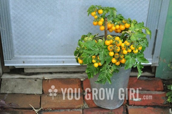 Hahms Gelbe Topftomate - RARE Dwarf Yellow Tomato
