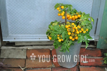 Hahms Gelbe Topftomate - RARE Dwarf Yellow Tomato