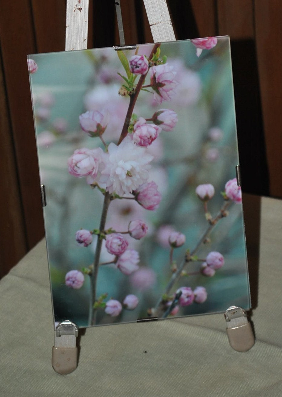 Soft Pink Pastel Dried Flower Botanical Art Photograph Framed 5"x7" Ready to Hang Print by Tjo