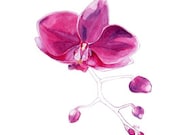 Watercolour Flower Pink Orchid Fine Art Botany Print Gardening Wall Art