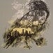 Urban Corvus