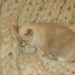 Giganto-blanket PATTERN - Custom Made huge, chunky, giant hand-knit blanket made from wool roving PDF