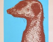Meerkat Profile