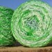 Fingering Weight Yarn - Merino Wool Superwash - Self Striping Yarn - Anemone
