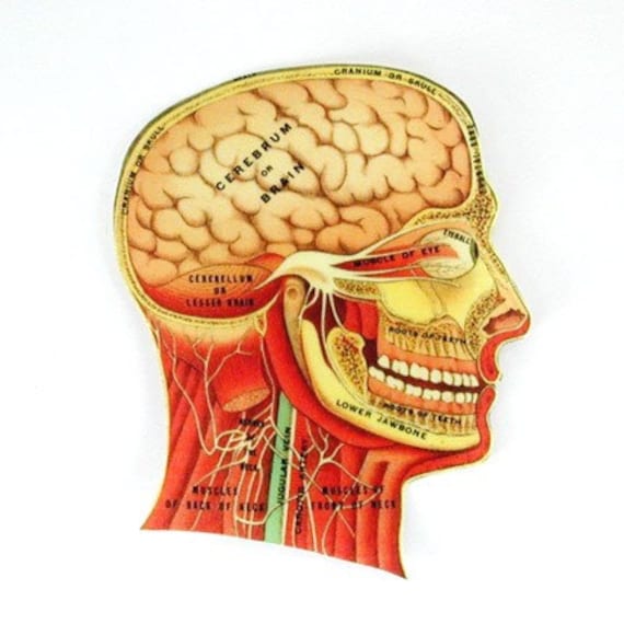 Brain Anatomy Illustration