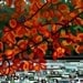 Abstract Fine Art Print - Maple Lake