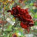 budanArt 8 x 10 Chunky Print - Last Rose of Summer