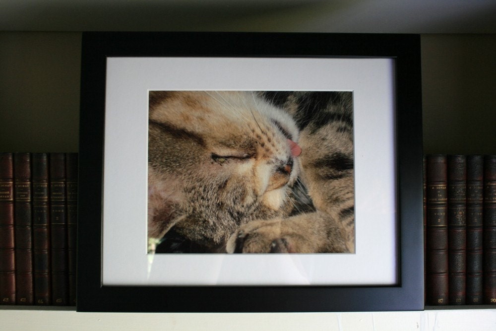 UglyKitty Photograph