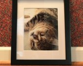 UglyKitty Photograph 3
