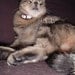Help Shelter Cats - The Original UglyKitty Fund
