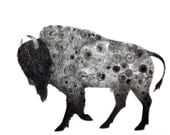 Bison Print 8X10 (ink bubble drawing reproduction print) art buffalo