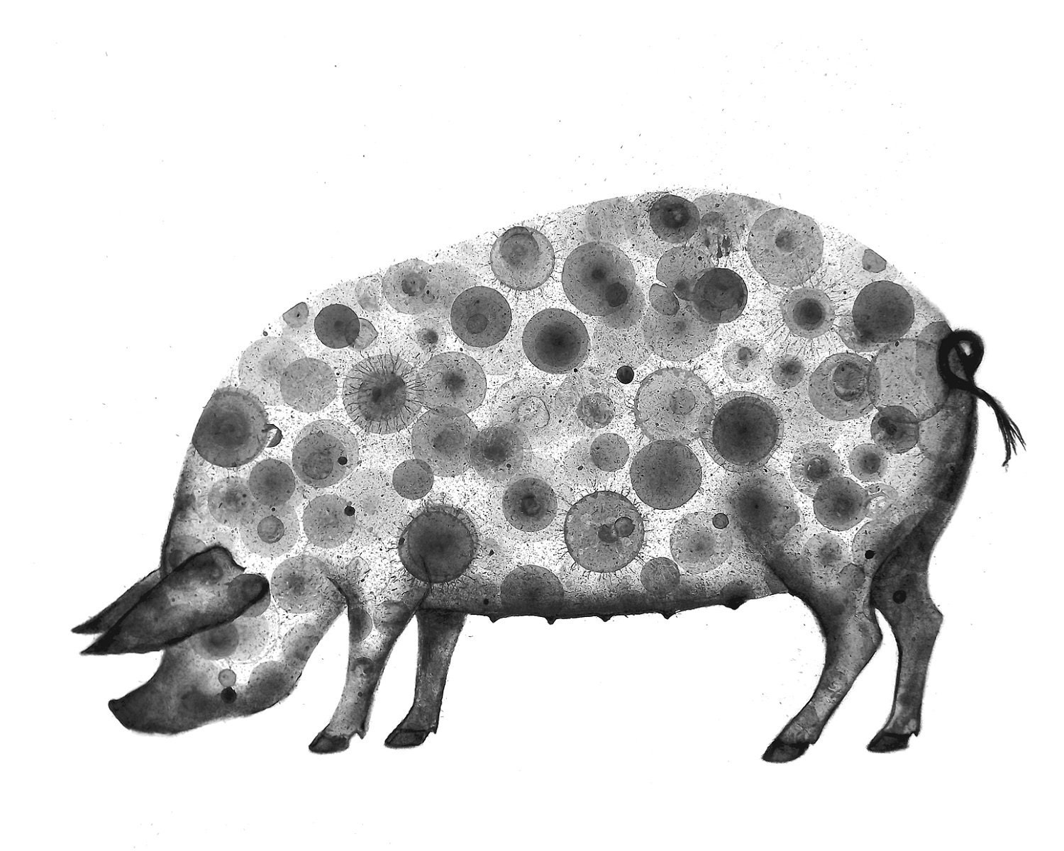 Pig Print 8X10 (ink bubble drawing reproduction print) art