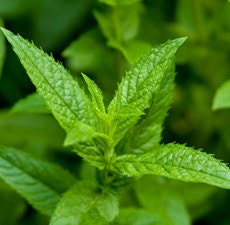 Peppermint Essential Oil 4 oz