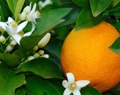 5 Fold Valencia Orange Essential Oil 4 oz