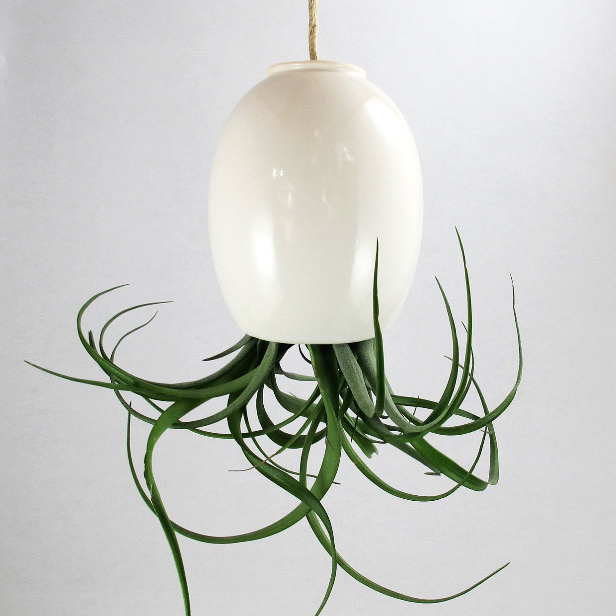 Hanging Air Plant Pod Planter (tm) TRIO - Gorgeous Glossy White and 3 free air plants
